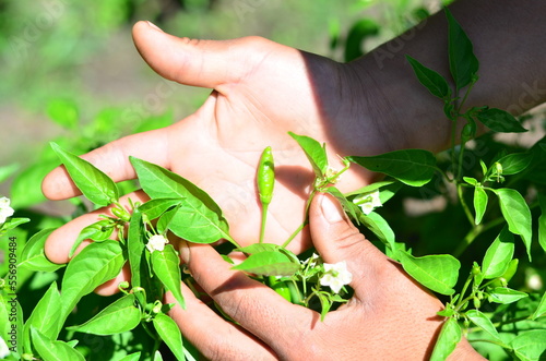 Mano de persona cosechando frutos de ajíes verdes de una planta en el campo. 