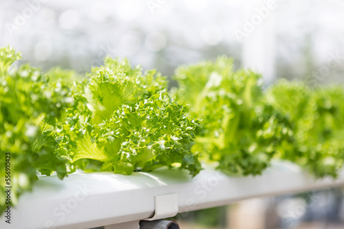 фотографія Closeup young lettuce plant growing with Hydroponic system, indoor vegetable far