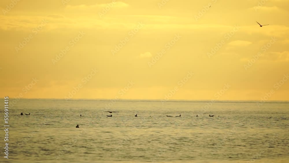 A flock of seagulls fly fishing and dolphins swim in the sea. Warm sunset sky over the ocean. Silhouettes of seagulls flying in slow motion with the sea in the background at sunset. Evening. Nobody.