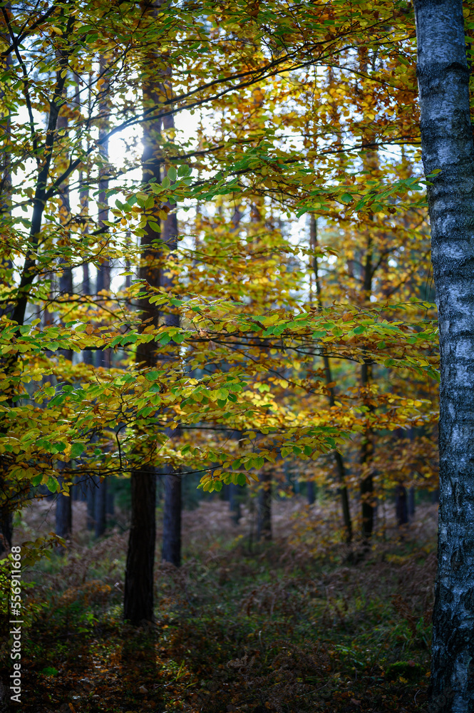 Fototapeta premium Polskie lasy