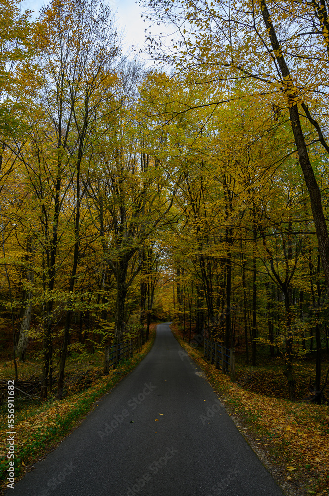 Obraz premium Polskie lasy