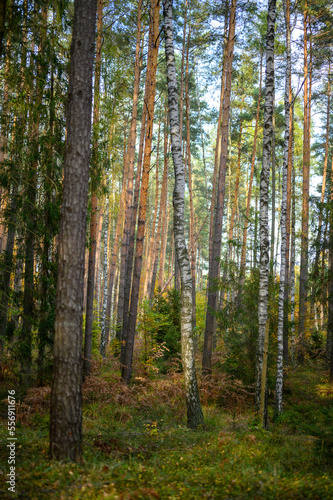 Polskie lasy © Foto Kadr