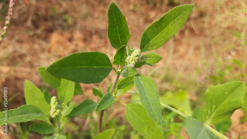 Chenopodium album plants. It  is a fast growing weedy annual plant in the genus Chenopodium. It's other names  lamb's quarters, melde, goosefoot, wild spinach and fat-hen. It is a popular greens. photo