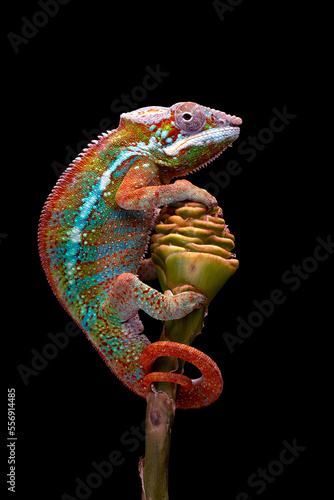 Amazing rainbow color of Ambilobe Panther Chameleon (Furcifer pardalis).