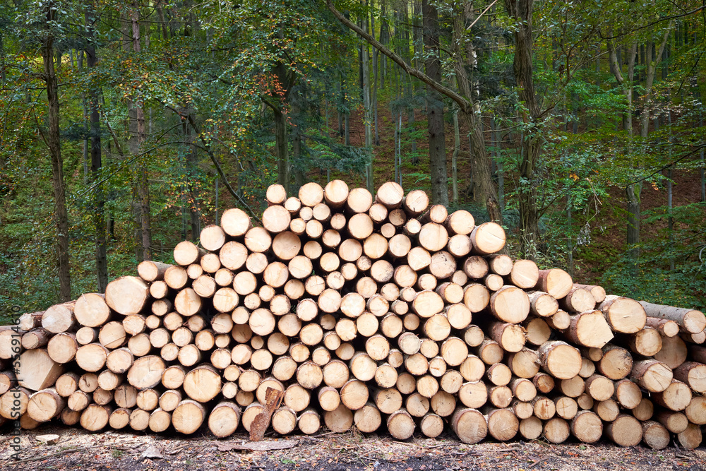 Pile of many heavy wood logs trunks in forest