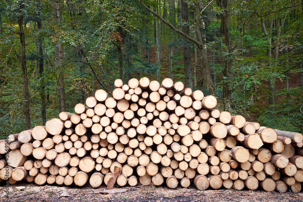 Pile of many heavy wood logs trunks in forest Pile of many heavy wood logs trunks in forest