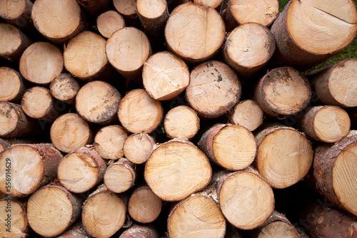 Detail of heavy wood logs trunks heap