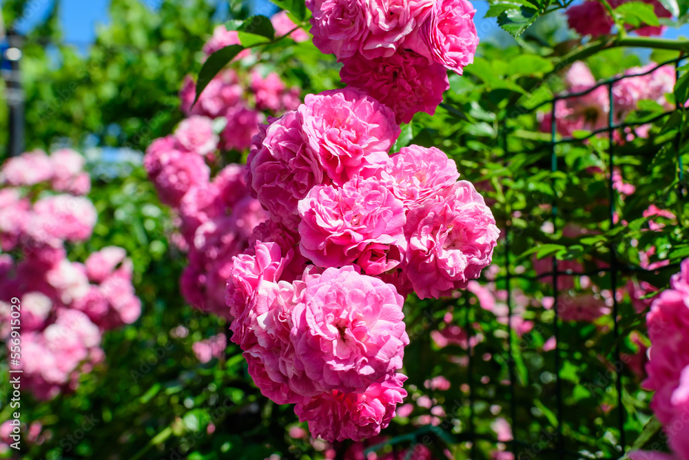 Large green bush with many fresh vivid pink roses and green leaves in a garden in a sunny summer day, beautiful outdoor floral background photographed with soft focus
