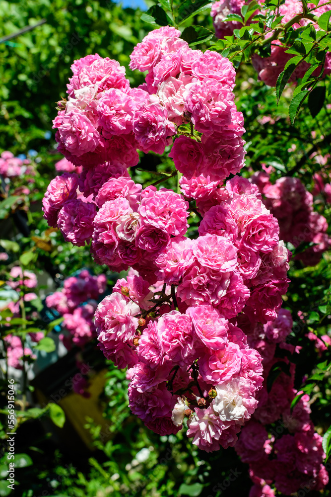 Large green bush with many fresh vivid pink roses and green leaves in a garden in a sunny summer day, beautiful outdoor floral background photographed with soft focus Large green bush with many fresh vivid pink roses and green leaves in a garden in a sunny summer day, beautiful outdoor floral background photographed with soft focus