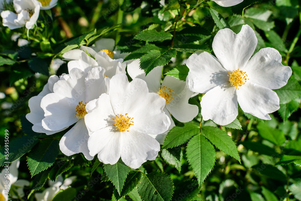 Delicate white flowers of Rosa Canina plant commonly known as dog rose, in full bloom in a spring garden, in direct sunlight, with blurred green leaves, beautiful outdoor floral background Delicate white flowers of Rosa Canina plant commonly known as dog rose, in full bloom in a spring garden, in direct sunlight, with blurred green leaves, beautiful outdoor floral background