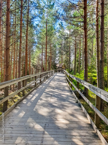 Wooden boardwalk through the forest photo