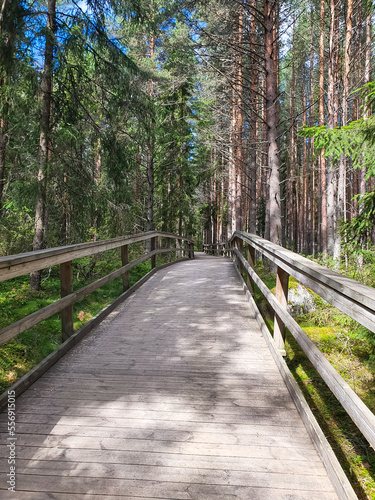 Wooden boardwalk through the forest photo