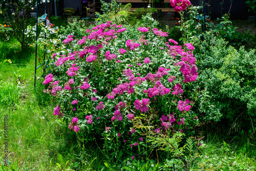 Large bush with delicate pink flowers of Spiraea nipponica genpei shrub in full bloom and a small Green June Bug  beautiful outdoor floral background of a decorative plant