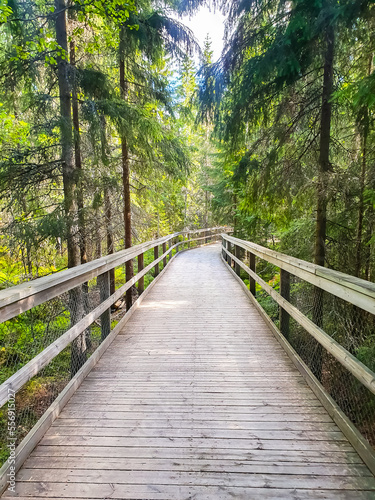 Wooden boardwalk through the forest