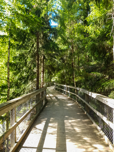 Wooden boardwalk through the forest
