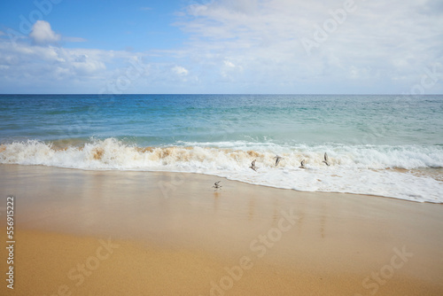 Birds on Porto Santo island beach flying over sea. photo