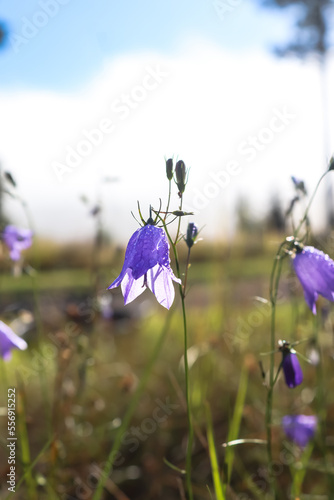 Close-up to blooming small bluebell in the grass