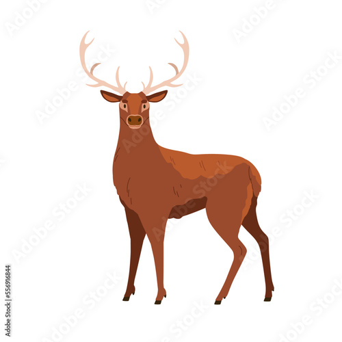 Red deer with antlers, wild forest animal. Male adult stag with horns. Big wo...