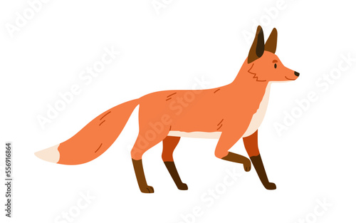 Red fox, wild forest mammal. Foxy animal with orange fur, fluffy tail. Cunning carnivore side view, profile. Northern woods predator. Colored flat vector illustration isolated on white background