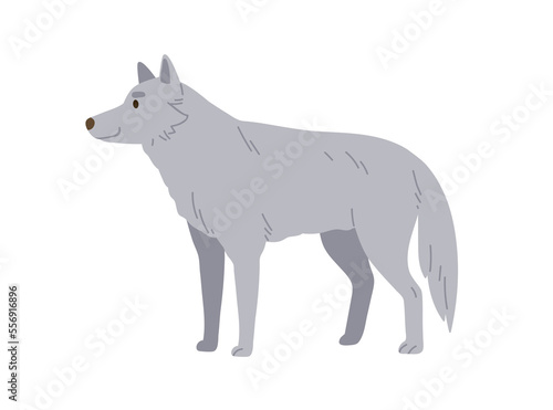 Gray wolf, wild forest animal. Woods hunter, predator. Canine beast, carnivore of Northern woodland. North dog-like mammal. Colored flat vector illustration isolated on white background