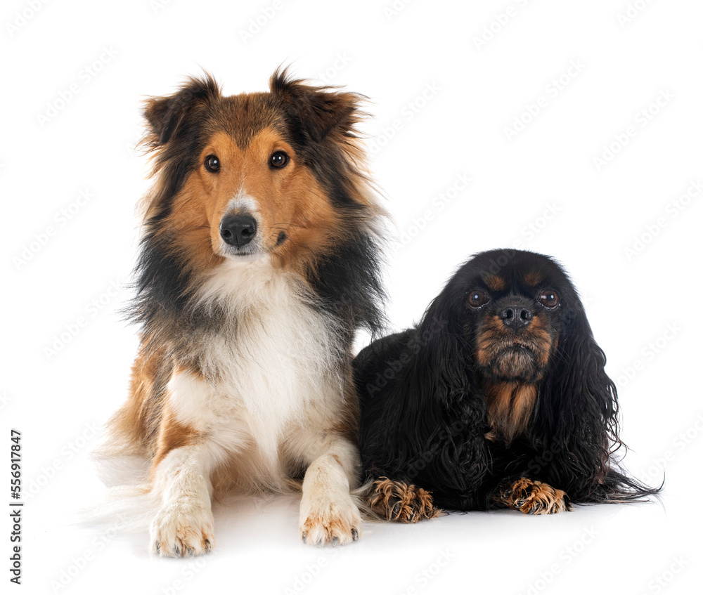 rough collie and cavalier king charles rough collie and cavalier king charles