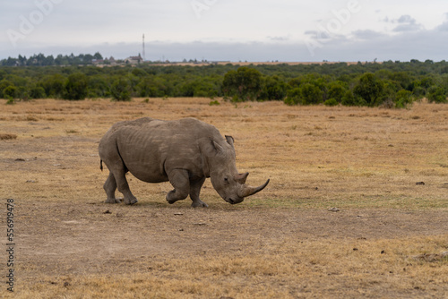 White rhinoceros  Ceratotherium simum  with calf in natural habitat  South Africa