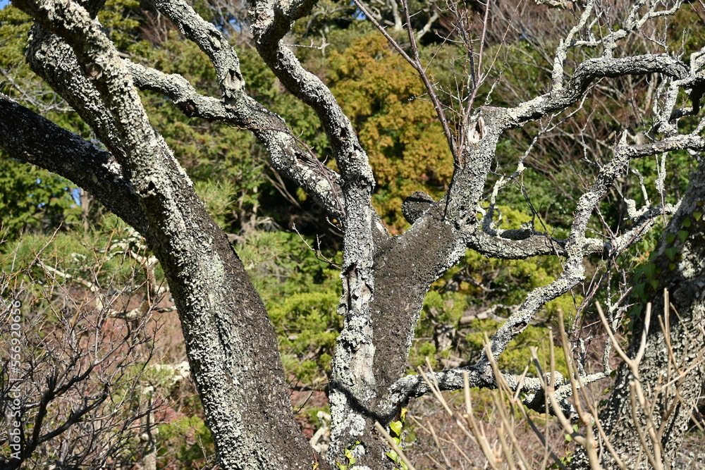 Fototapeta premium Parmotremma tinctorum. Parmeliaceae. Greenish-gray foliaceous lichens grow on the bark of Japanese apricot trees.