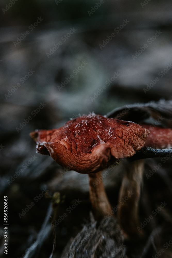 Obraz premium frosted nature a winter morning