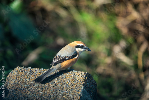 仲間を待つ百舌鳥 photo