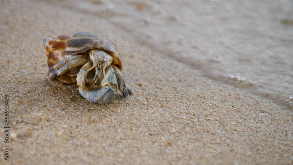 Wildlife hermit crab on sand beach. Animals in wild. Scenic summer in tropic. Shell mobile safety home. Cancer hermit crawls. Protective mobility in marine environments Wildlife hermit crab on sand beach. Animals in wild. Scenic summer in tropic. Shell mobile safety home. Cancer hermit crawls. Protective mobility in marine environments