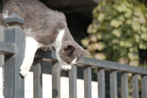 cat on the fence. stray cat sitting on a metal fence. feral cat jumping down
