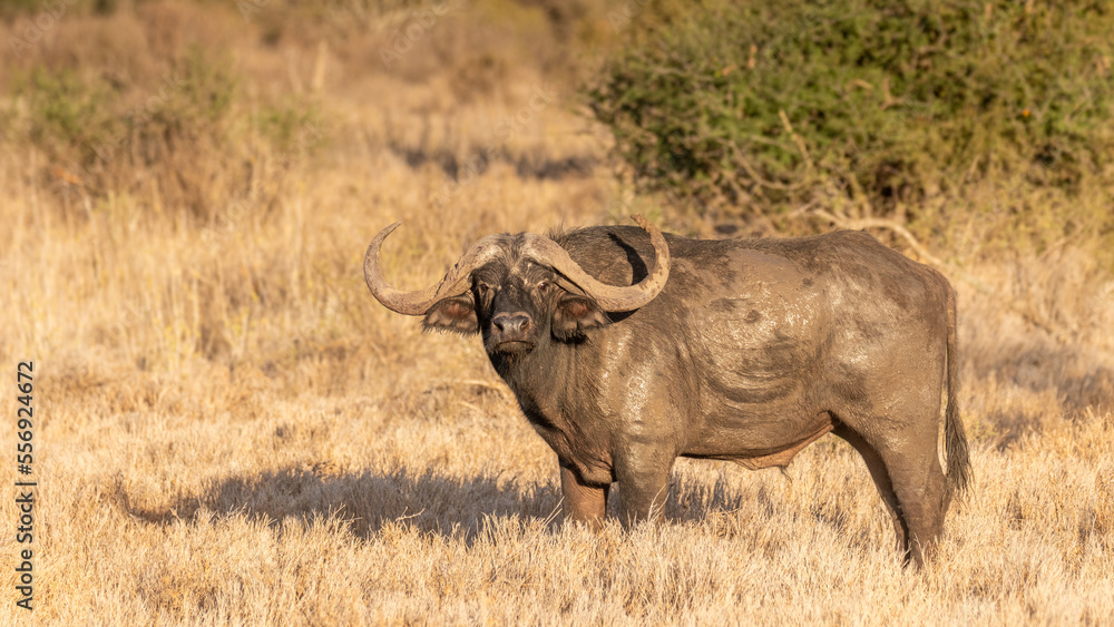 Obraz premium Male cape buffalo ( Syncerus caffer) looking at the camera, Laikipia, Kenya. 