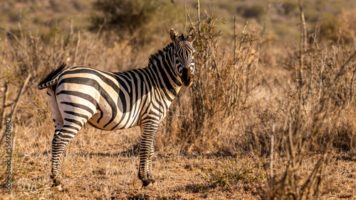 A plains zebra   Equus Burchelli  standing and looking at the camera  Laikipia  Kenya.