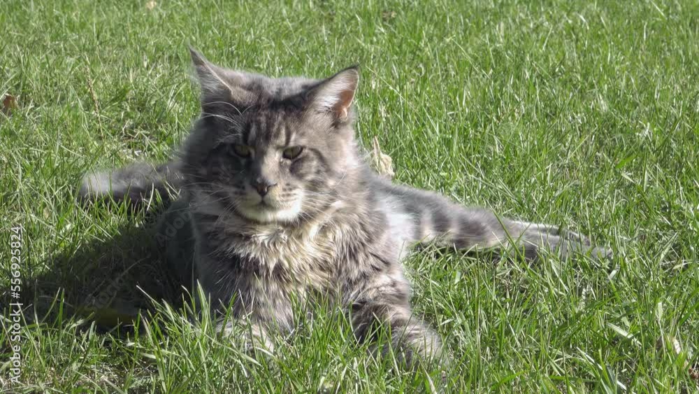 Maine Coon. Pets walking outdoor adventure on the green grass in the park. Maine Coon. Pets walking outdoor adventure on the green grass in the park.