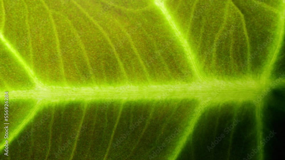 Amazing leaf of an Alocasia Black Velvet, incredible pattern from nature Amazing leaf of an Alocasia Black Velvet, incredible pattern from nature