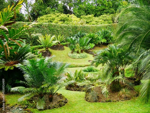 Vallée des cycas dans le jardin exotique Terra Nostra à Furnas sur l'île de Sao Miguel dans l'archipel des Açores au Portugal. Europe