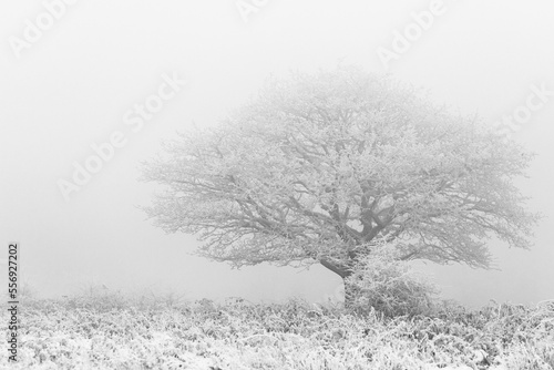 Snow covered tree showing through the fog