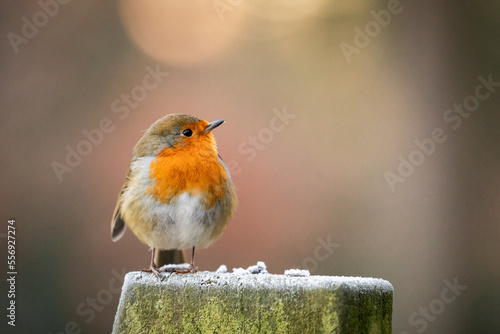 Close up robin (Erithacus rubecula)