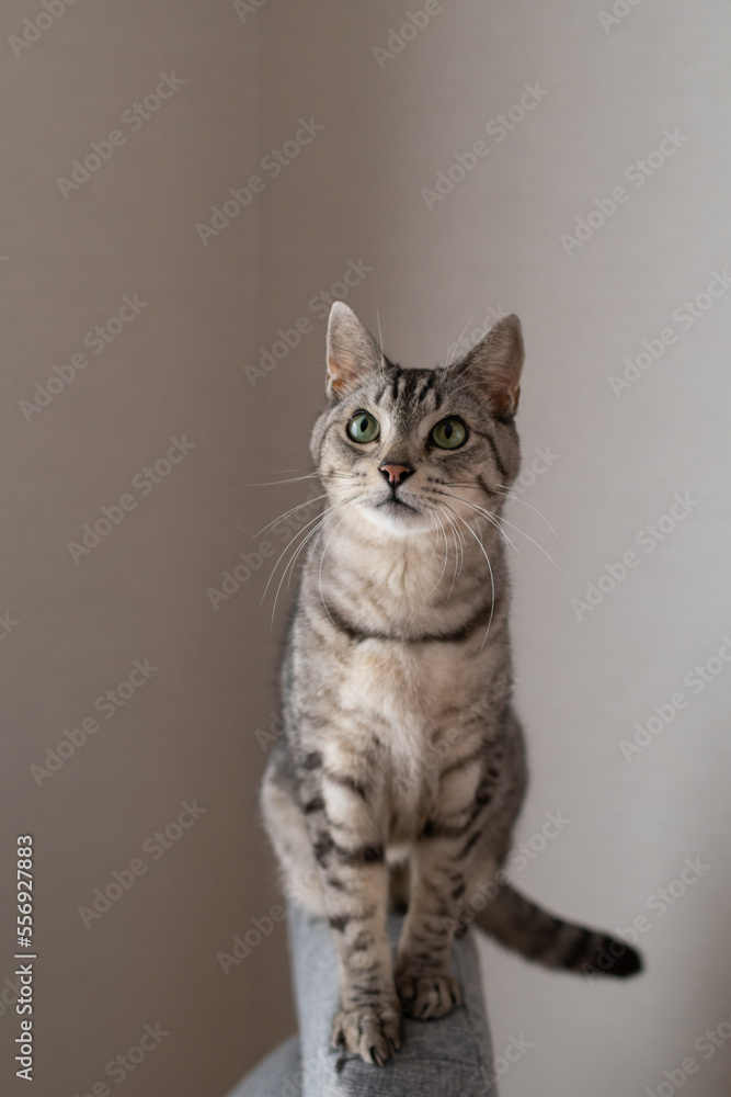 Obraz premium 見つめる猫 サバトラ猫