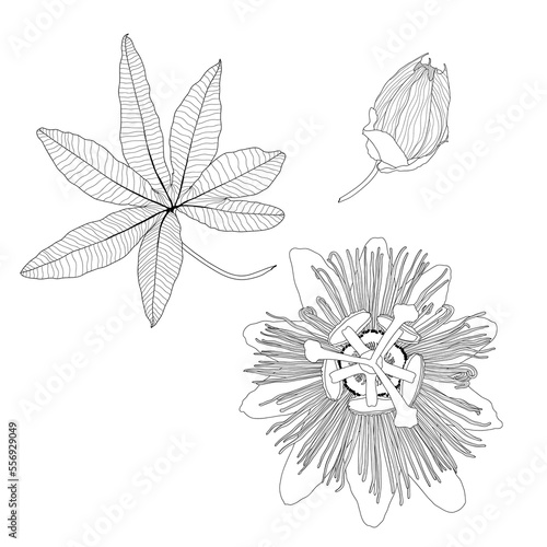 Passiflora line exotic flowers and leaves set. Passionflower (Passiflora incarnata), medicinal plant.