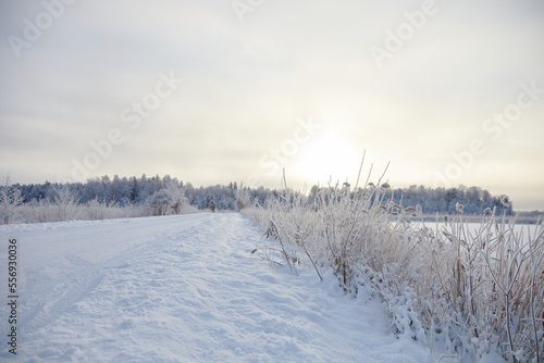 Wallpaper Mural Winter landscape with country road and forest on the horizon covered with snow Torontodigital.ca