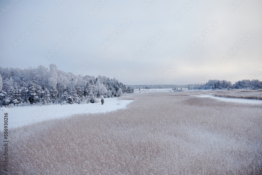 Forest and field covered with white snow on a winter day, selective focus