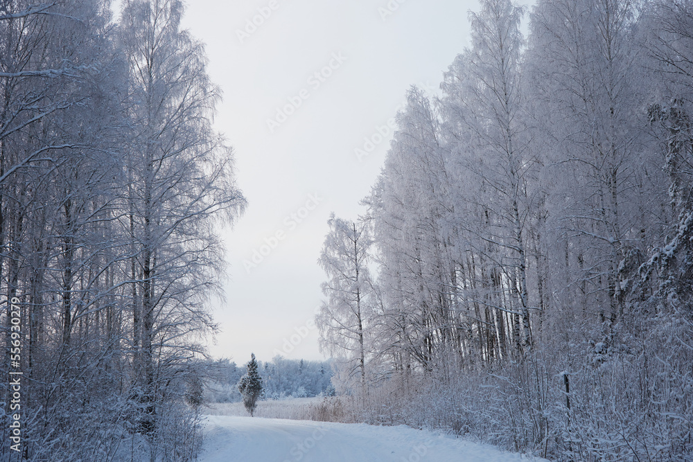 Fototapeta premium Winter landscape with country road and trees on the roadside covered with snow