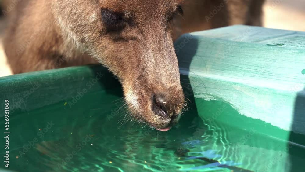 Video Stock Extreme close up shot of a cute thirsty kangaroo or