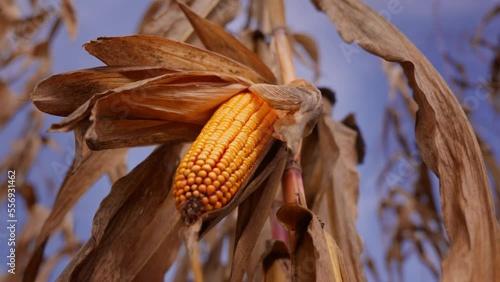 corn on the cob