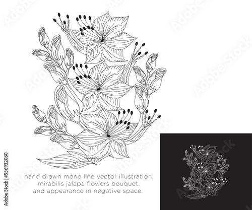 hand drawn mono line vector illustration.
mirabilis jalapa flowers bouquet.
and appreance on negative space.