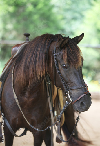 Spanish Horse © Arabella
