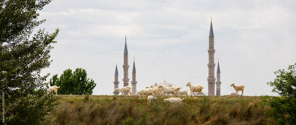 Uç Serefeli Mosque and goats in Edirne city center, Edirne, Turkey