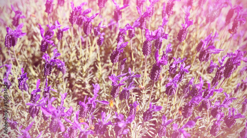 Sunset over a violet lavender field in Provence  France