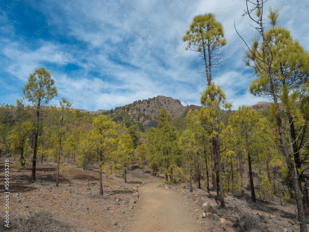 Obraz premium Dirt road path at volcanic landscape and lush green pine tree forest, hiking trail to Paisaje Lunar volcanic rock formation at Teide national park, Tenerife Canary islands, Spain
